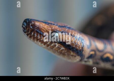 Macro de tête de serpent marron et noire sur fond flou. Arrière-plan reptile Banque D'Images