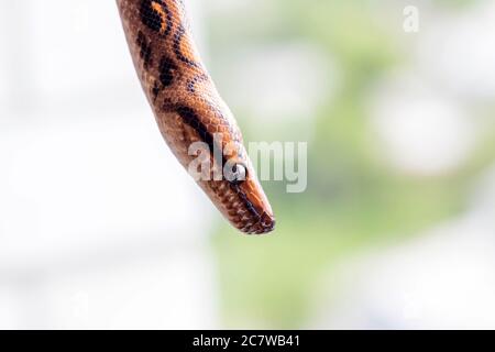 Tête de serpent marron et noire sur fond flou. Macro, gros plan. Arrière-plan reptile Banque D'Images