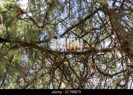 Écureuil au gingembre assis dans un arbre et regardant curieusement l'appareil photo. Conifères. Gros plan, arrière-plan, affiche, papier peint Banque D'Images