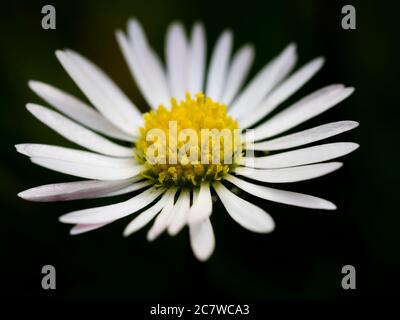 Gros plan d'un Bellis perennis, Common Daisy, Royaume-Uni Banque D'Images