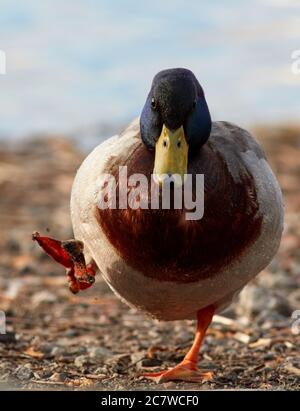 Un canard mâle handicapé marchant à Brunnsviken, Stockholm, Suède Banque D'Images