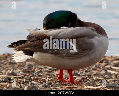 Un canard se nettoie à Brunnsviken, Stockholm, Suède Banque D'Images