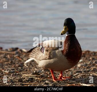 Canard de sexe masculin marchant à Brunnsviken, Stockholm, Suède Banque D'Images