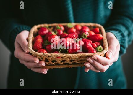 Agriculteur femme tenant des fraises biologiques dans un panier. Fraises biologiques cultivées à la maison, récolte de baies d'été Banque D'Images