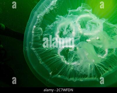 Un incroyable méduse apparaît en vert isolé dans l'eau noire. Photo d'Oresund, Malmö, dans le sud de la Suède. Eau froide verte. Banque D'Images