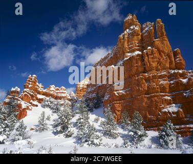 Dixie National Forest UT FEB la neige fraîche couvre une pente de Ponderosa Pine sous les formations rocheuses de Red Canyon, non loin de Bryce. Banque D'Images