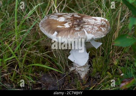 Champignons comestibles Amanita excelsa dans la prairie forestière. Champignon gris sauvage brun poussant dans l'herbe. Banque D'Images