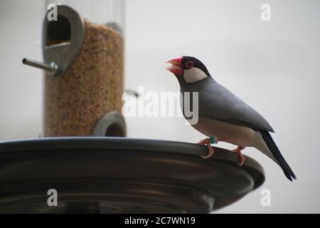 Java Sparrow (Padda oryzivora) se nourrissant au zoo de Londres Banque D'Images