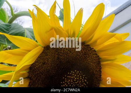 Un tournesol pousse le long d'une rue de la ville, le 18 juillet 2020, à Mobile, Alabama. Les tournesols atteignent généralement un pic de croissance en milieu d'été. Banque D'Images