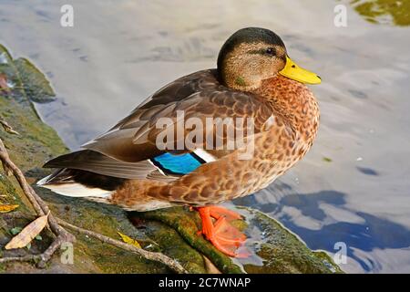Mallard - Portrait de jeune homme Banque D'Images