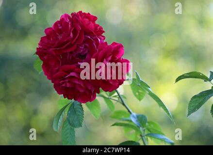Magnifique bouquet de roses rouges dans la belle lumière du soir Banque D'Images