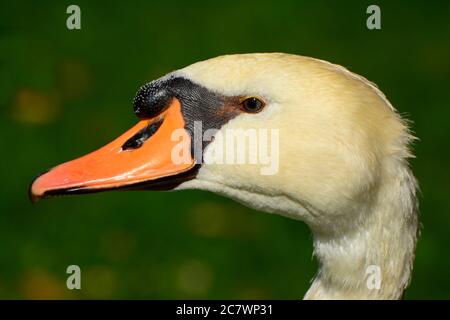 Portrait de Swan Banque D'Images