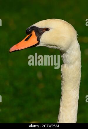 Portrait de Swan Banque D'Images