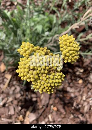 Gros plan vertical de mise au point peu profonde d'un jaune Sweet Yarrow fleur dans un parc Banque D'Images
