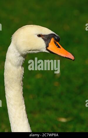 Portrait de Swan Banque D'Images