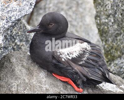 Un pigeon guillemot (Cepphus columba eureka) perche sur une roche près de l'embouchure de l'Elkhorn Slough en Californie. Banque D'Images