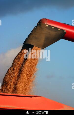 Grains de blé chargés sur un camion - gros plan Banque D'Images