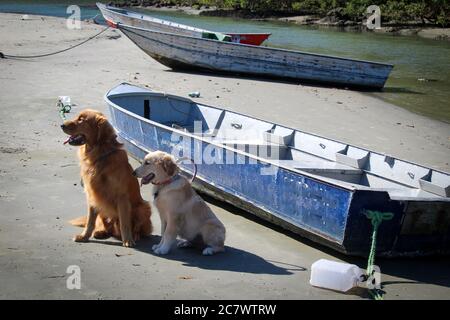 Deux chiens Golden Retriever sur la plage en faisant attention à Paraia do Pereque , Guaruja, Brésil Banque D'Images