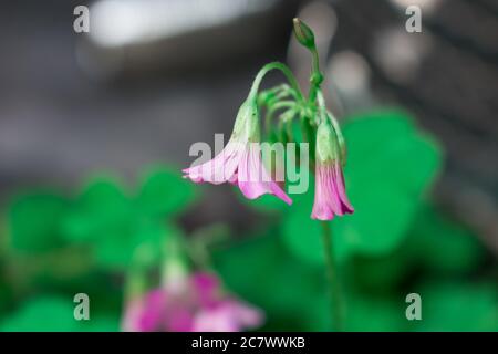 Foyer sélectif de fleurs de l'ostrére rose qui poussent dans le jardin Banque D'Images