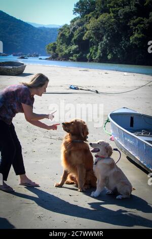 Deux chiens Golden retriever sur la plage en faisant attention à une femme à Praia do Pereque , Guaruja, Brésil Banque D'Images