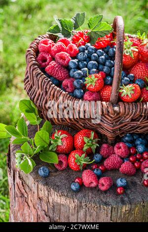Divers fruits aux baies dans un panier en osier dans un jardin ensoleillé Banque D'Images