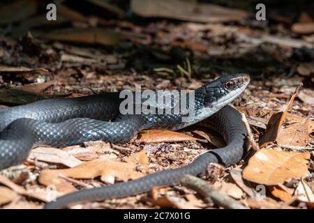 Serpent noir du sud ensoleillé dans une forêt. Banque D'Images