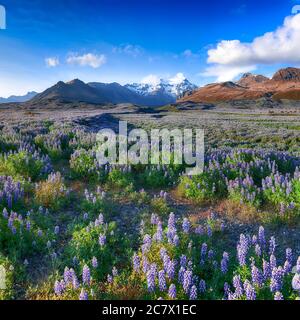 Paysage islandais typique avec champ de fleurs lupin à côté des montagnes. Emplacement Parc national de Skaftafell, Islande, Europe. Banque D'Images