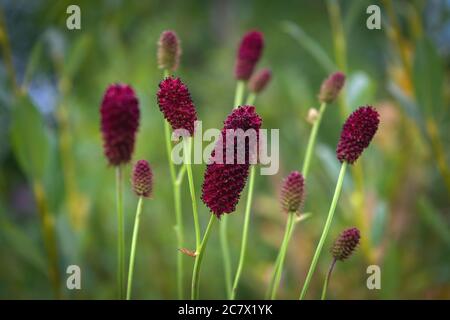 Belle fleur rouge sur fond vert naturel. Macro. Sanguisorba officinalis. Usine en gros plan. Banque D'Images