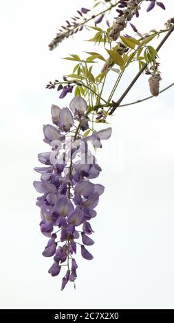 Gros plan de magnifiques fleurs de wisteria chinoises violettes sur un arrière-plan blanc Banque D'Images