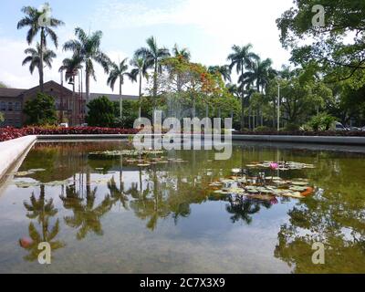 Vue ensoleillée sur la fleur de l'arbre flamboyant à l'université de Taripie, Taïwan Banque D'Images