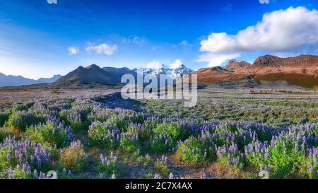 Paysage islandais typique avec champ de fleurs lupin à côté des montagnes. Emplacement Parc national de Skaftafell, Islande, Europe. Banque D'Images