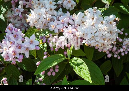 Gros plan de l'arbuste à fleurs Deutzia Mont Rose avec une abeille qui nourrit des fleurs au début de l'été UN arbuste à feuilles caduques qui est entièrement endurci Banque D'Images