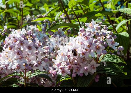 Gros plan de l'arbuste à fleurs Deutzia Mont Rose avec une abeille qui nourrit des fleurs au début de l'été UN arbuste à feuilles caduques qui est entièrement endurci Banque D'Images