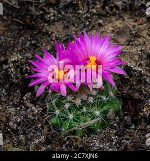 Un cactus à coussinet qui fleuit dans le parc provincial Spruce Woods, Manitoba, Canada. Banque D'Images