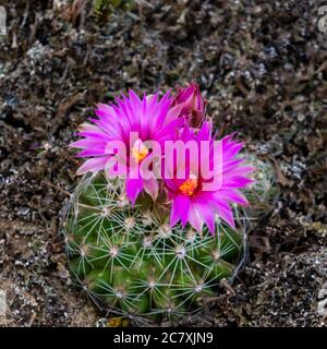 Un cactus à coussinet qui fleuit dans le parc provincial Spruce Woods, Manitoba, Canada. Banque D'Images