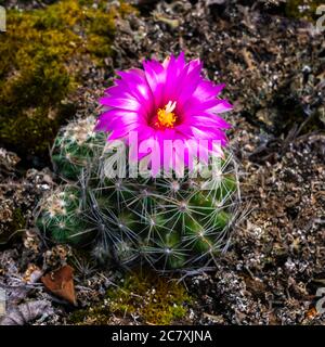 Un cactus à coussinet qui fleuit dans le parc provincial Spruce Woods, Manitoba, Canada. Banque D'Images