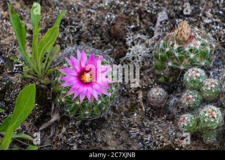 Un cactus à coussinet qui fleuit dans le parc provincial Spruce Woods, Manitoba, Canada. Banque D'Images