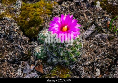 Un cactus à coussinet qui fleuit dans le parc provincial Spruce Woods, Manitoba, Canada. Banque D'Images