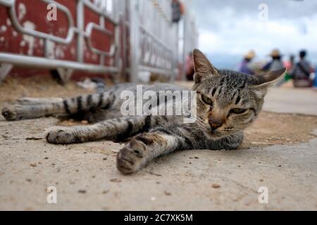 Gros plan un chat tabby couché sur un sol sablonneux à l'extérieur du temple sur le lac Inle Myanmar. Flou de clôture et plusieurs fond birman Banque D'Images