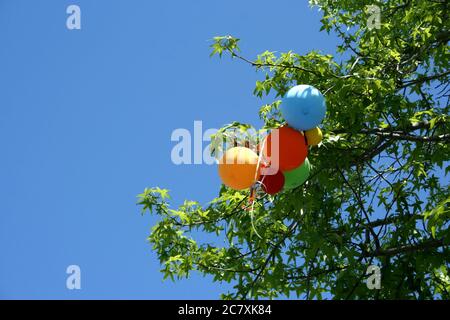 Ballons bleu vif, jaune, orange et vert pris sur une branche d'arbre le jour de l'été avec un ciel bleu vif. Banque D'Images