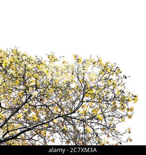 Fleurs jaunes colorées fleurissant sur un arbre noir isolé contre fond blanc vide de ciel Banque D'Images