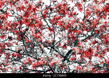 Fleurs rouges colorées fleurissant sur un arbre noir sur un fond clair blanc ciel Banque D'Images