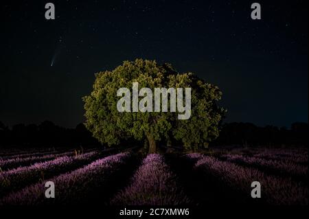 Brihuega, Guadalajara, Espagne. 20 juillet 2020. Comet NEOWISE est vu sur une nuit d'été claire sur un champ de lavande près du village de Brihuega, l'une des plus grandes plantations de lavande en Espagne. Crédit: Marcos del Mazo/Alay Live News Banque D'Images