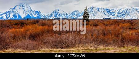 Vue panoramique de la chaîne de montagnes de Grand Tetons contre un terrain de forêt de graminées rougeâtre-brun Banque D'Images
