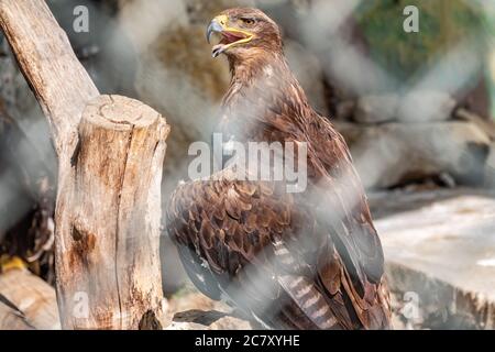 Aigle de steppe fièrement perché sur une branche de la volière et regarde de près. Aquila nipalensis Banque D'Images