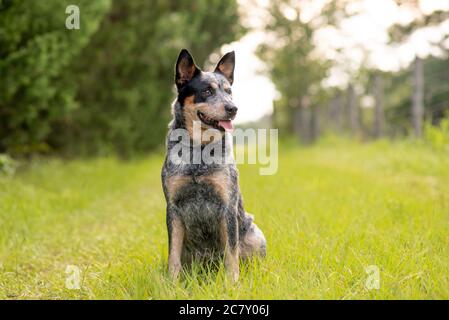 Chien australien chien de boucherie Blue Heeler assis dans l'herbe sur une petite route de campagne Banque D'Images