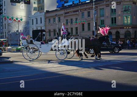 Melbourne, Victoria / Australie - décembre 23 2018 : deux chevaux noirs avec ornements roses de couleur tirant la calèche blanche Banque D'Images