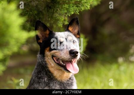 Photo en portrait d'un chien de bétail australien Blue Heeler assis près d'un cyprès Banque D'Images