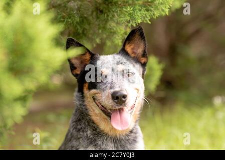 Photo en portrait d'un chien de bétail australien Blue Heeler assis près d'un cyprès Banque D'Images