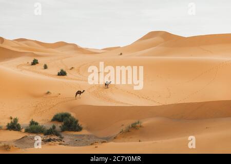 Deux promenades à dos de chameau dans le désert du Sahara, au Maroc. Dunes de sable sur fond. Animaux africains. Banque D'Images